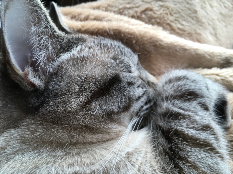 3C507447-6C1E-4CBD-897D-BECF17545ECF