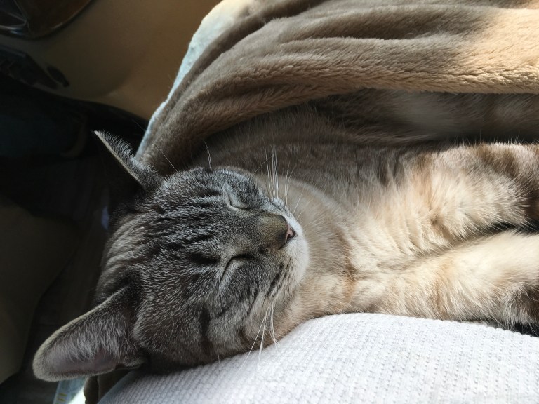 5135F94C-A585-4950-95EC-1CA595C12BE5