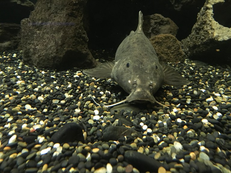 4B1BD6BA-8CF5-4A0B-9E9D-D1505FE2EAD2