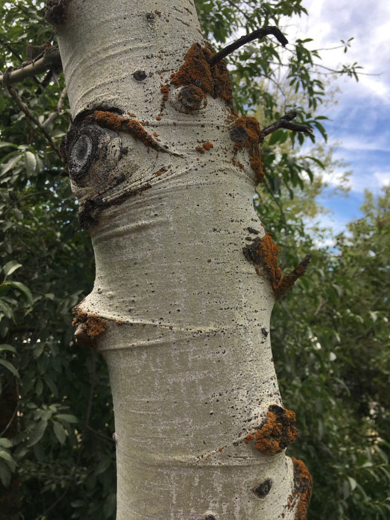 280D6371-0F8F-44B6-9E7D-28668CF884DF